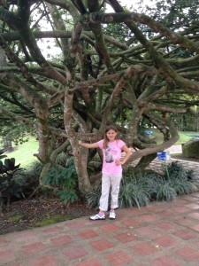 Worlds Best Climbing Tree