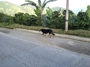 Un Perro... A dog. They are everywhere here. They sleep on steps, walk around unleashed, but they are all very well behaved so we never are concerned. They just hang out. 