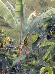 A Banana Tree from our drive today. 